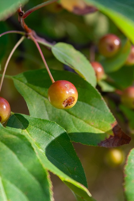 卉未能跻身 卉未能跻身